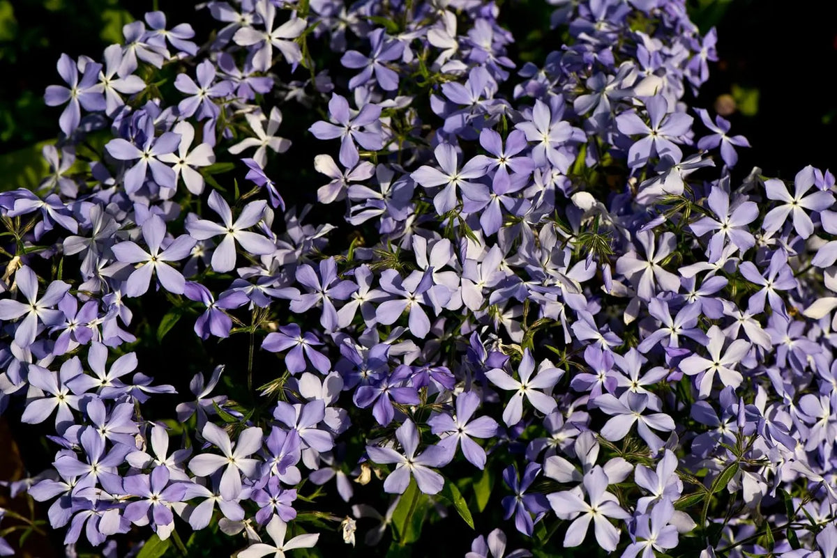 Blauer Polster-Phlox 'Emerald Cushion Blue' Staude von Stauden Gänge, grüne Bodendecke mit blauen Blüten, dicht und kompakt.