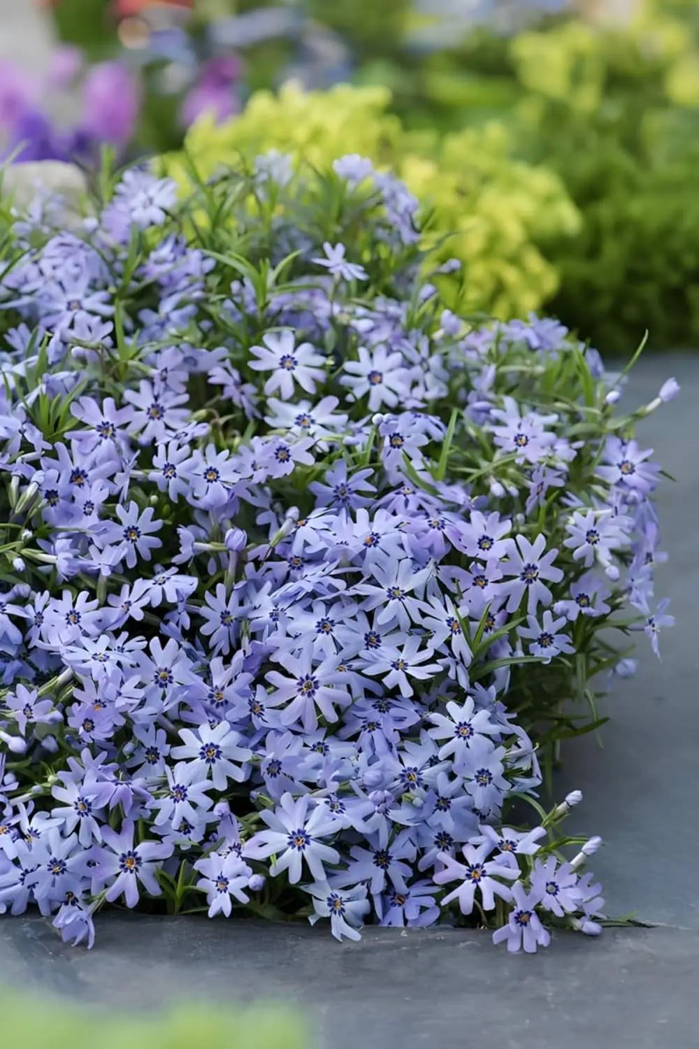 Dunkelblauer Polster-Phlox 'Fabulous Blue Dark Center' von Stauden Gänge, wächst als kleine Staude mit blauen Blüten.