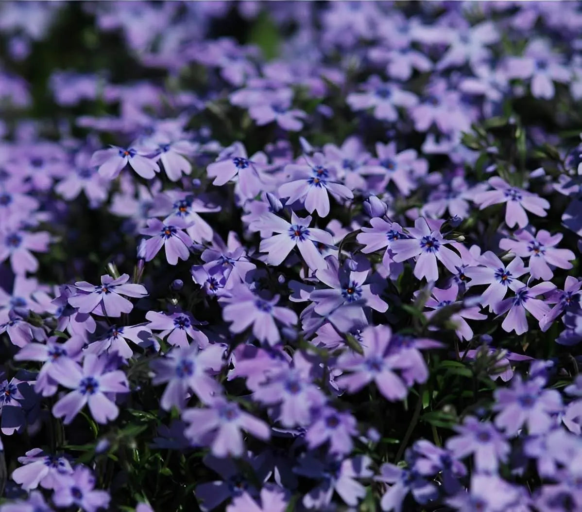 Stauden Gänge Polster-Phlox Phlox subulata 'Fabulous Blue Dark Center' mit blauen Blüten und dunklem Zentrum, Staude im Garten