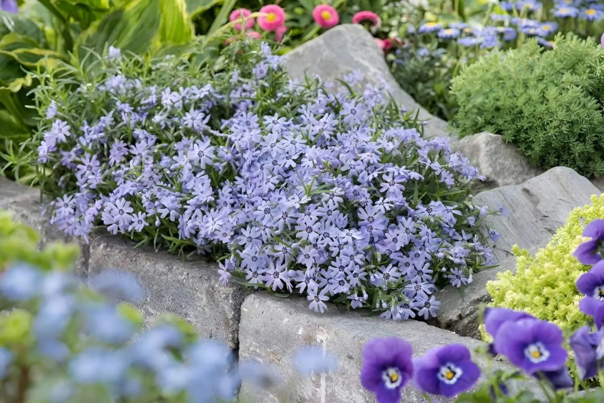 Staude Phlox subulata 'Fabulous Blue Dark Center' mit dunkelblauem Zentrum, wächst als Polster-Phlox, von Stauden Gänge.
