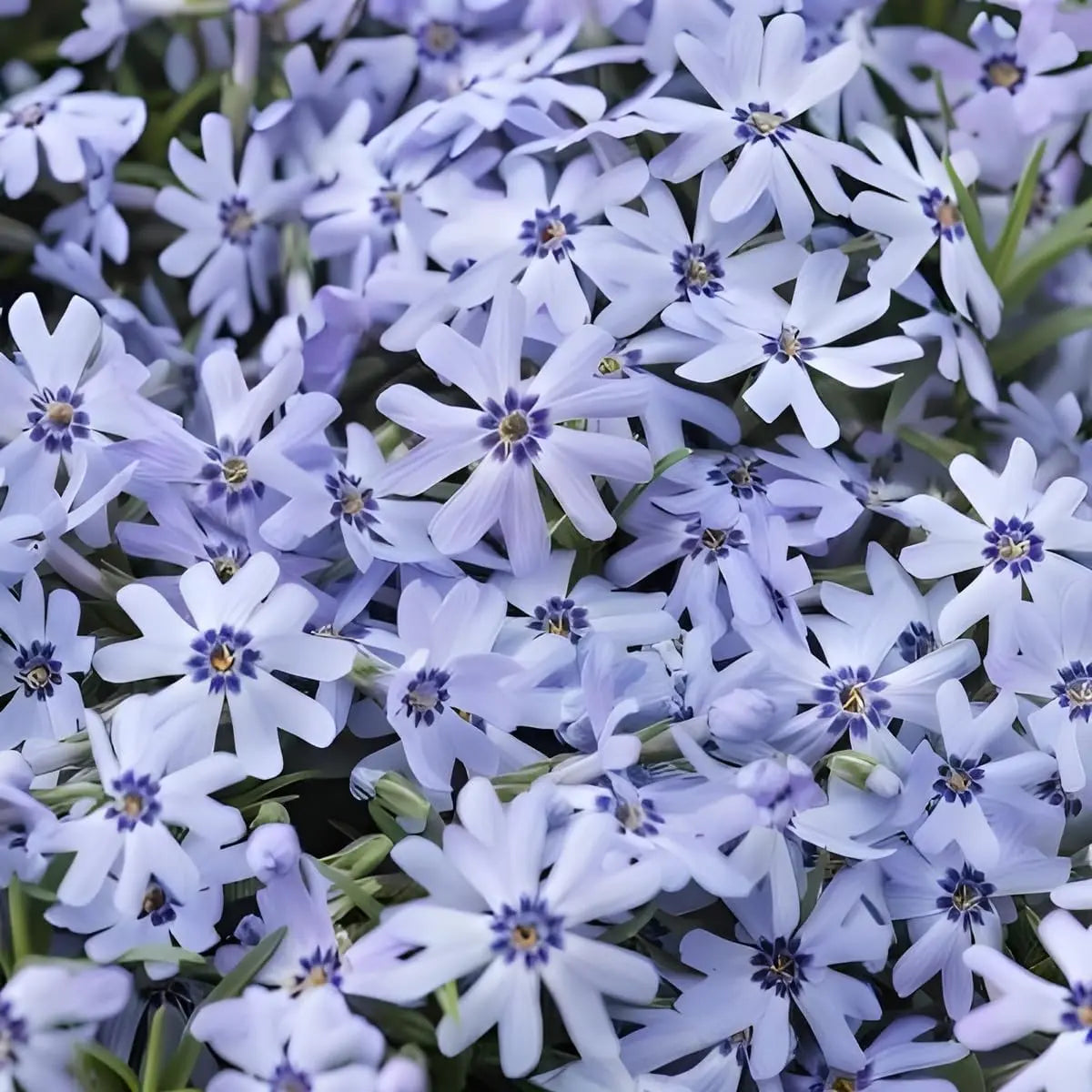 Dunkelblauer Polster-Phlox (Phlox subulata 'Fabulous Blue Dark Center') als Staude mit dichtem, blauen Blütenteppich.