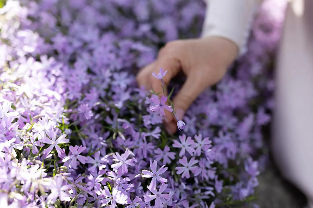 Blauer Polster-Phlox Staude 'Fabulous Blue Violet' von Stauden Gänge, vollständig blühend, mit violetten Blüten und grünen Blättern