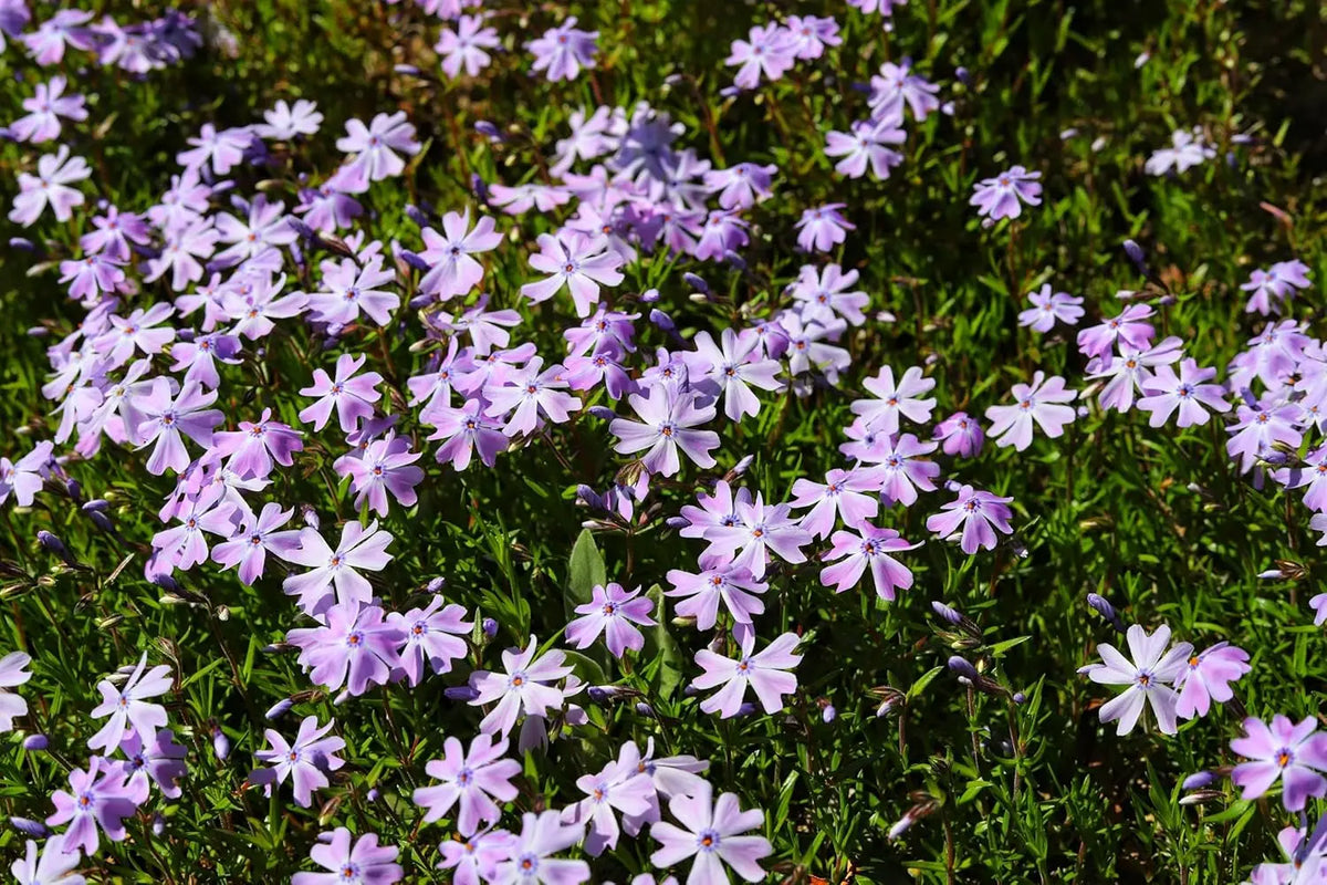 Blauer Polster-Phlox (Phlox subulata 'Fabulous Blue Violet') als Staude in voller Blüte, mit grünen, kompakten Blättern.