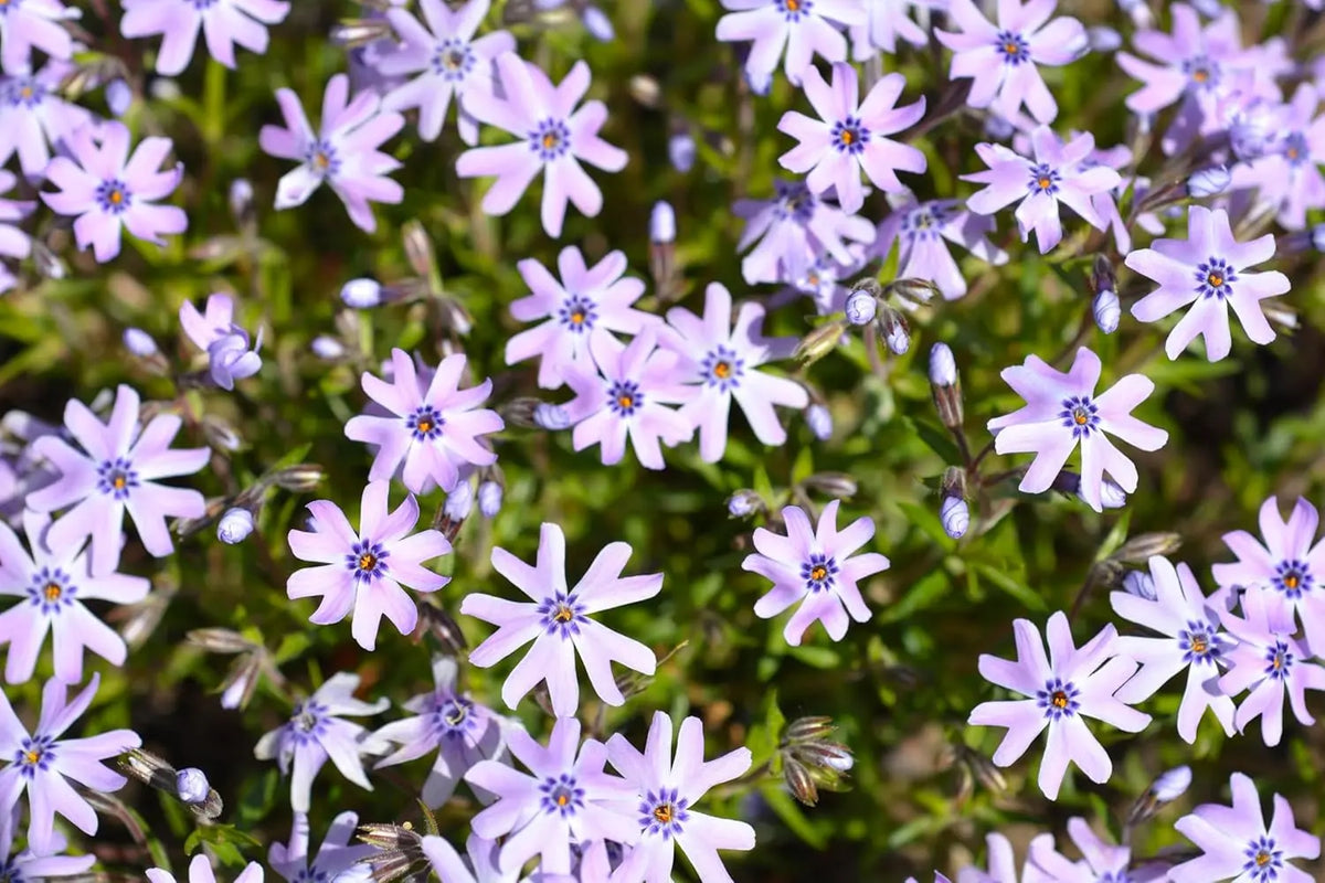 Blauer Polster-Phlox, Staude von Stauden Gänge, mit dichten, violetten Blüten und grünen, flachen Blättern in einem Garten.