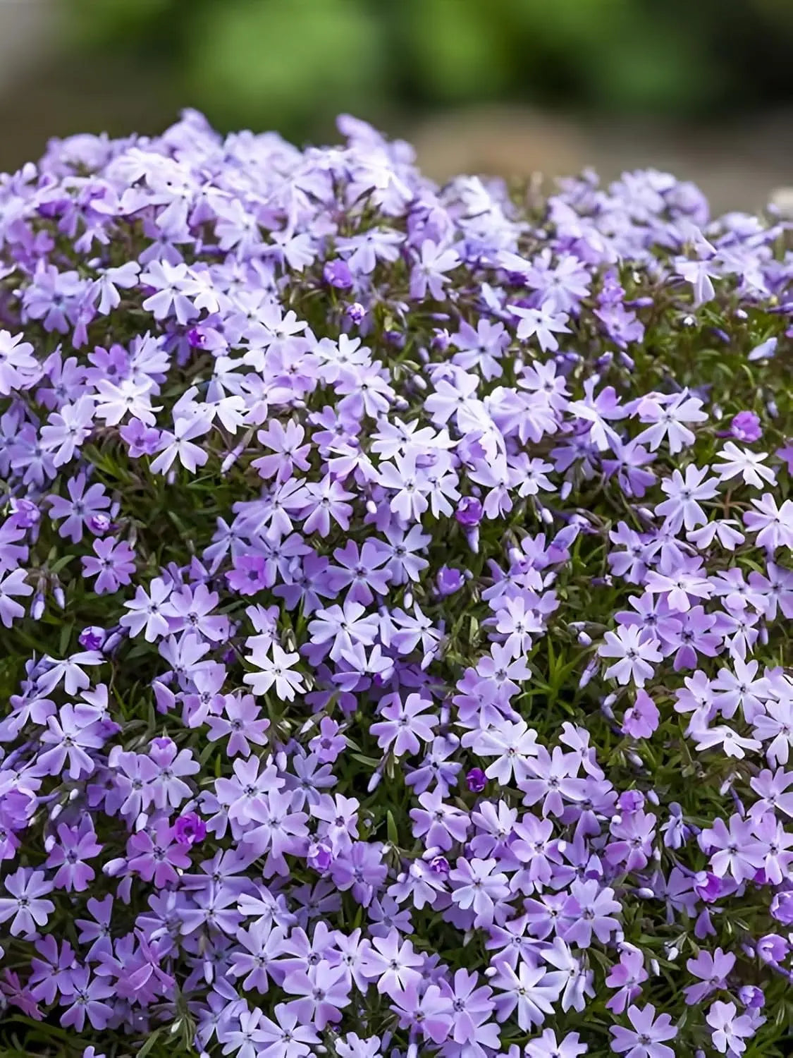 Blaue Staude Phlox subulata 'Fabulous Blue Violet' in voller Blüte, Bodendecker, Stauden Gänge, Gartenpflanze