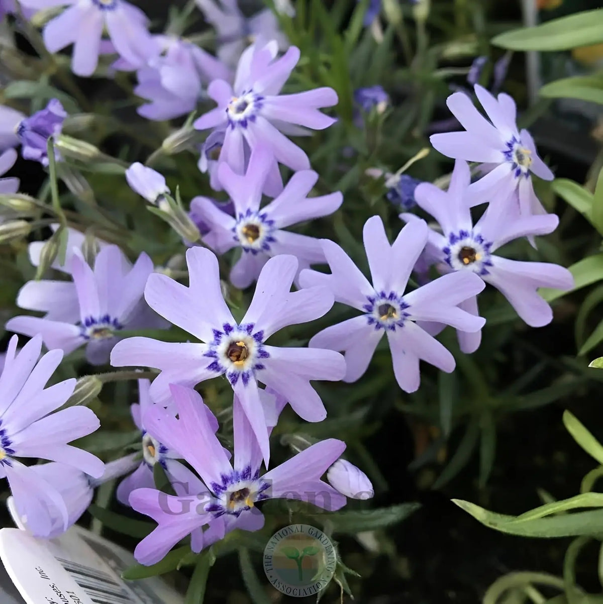 Blaue Blüten des Phlox subulata 'Fabulous Blue Violet', Staude mit violettem Polster, von Stauden Gänge, Nahaufnahme der Blüten und Blätter