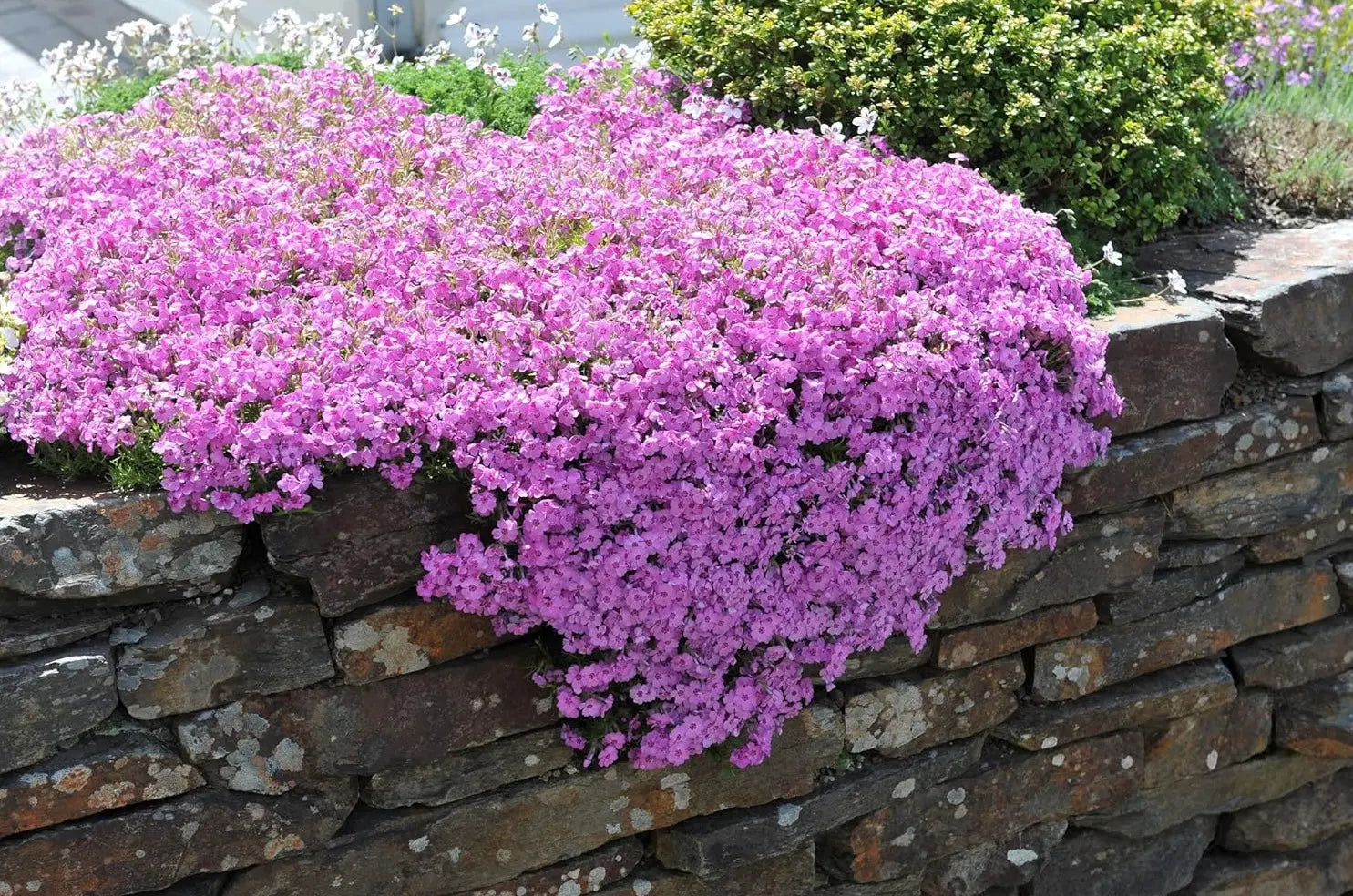 Rosa Polster-Phlox 'Fabulous Rose' - Staude der Marke Stauden Gänge, mit rosa Blüten und dichten, polsterförmigen Wuchs.