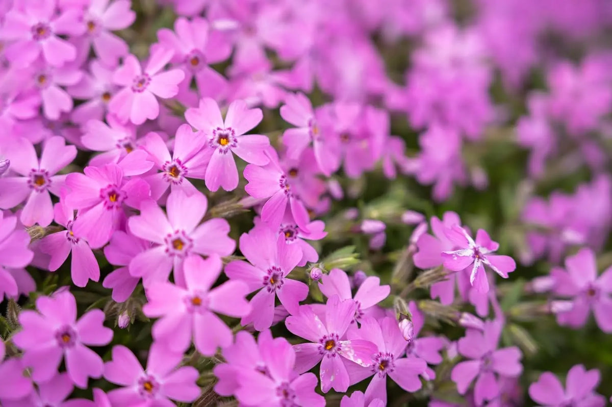 Staude Phlox subulata 'Fabulous Rose' in rosa, mit kleinen, dichten Polstern, wächst als Bodendecker in einem Garten.