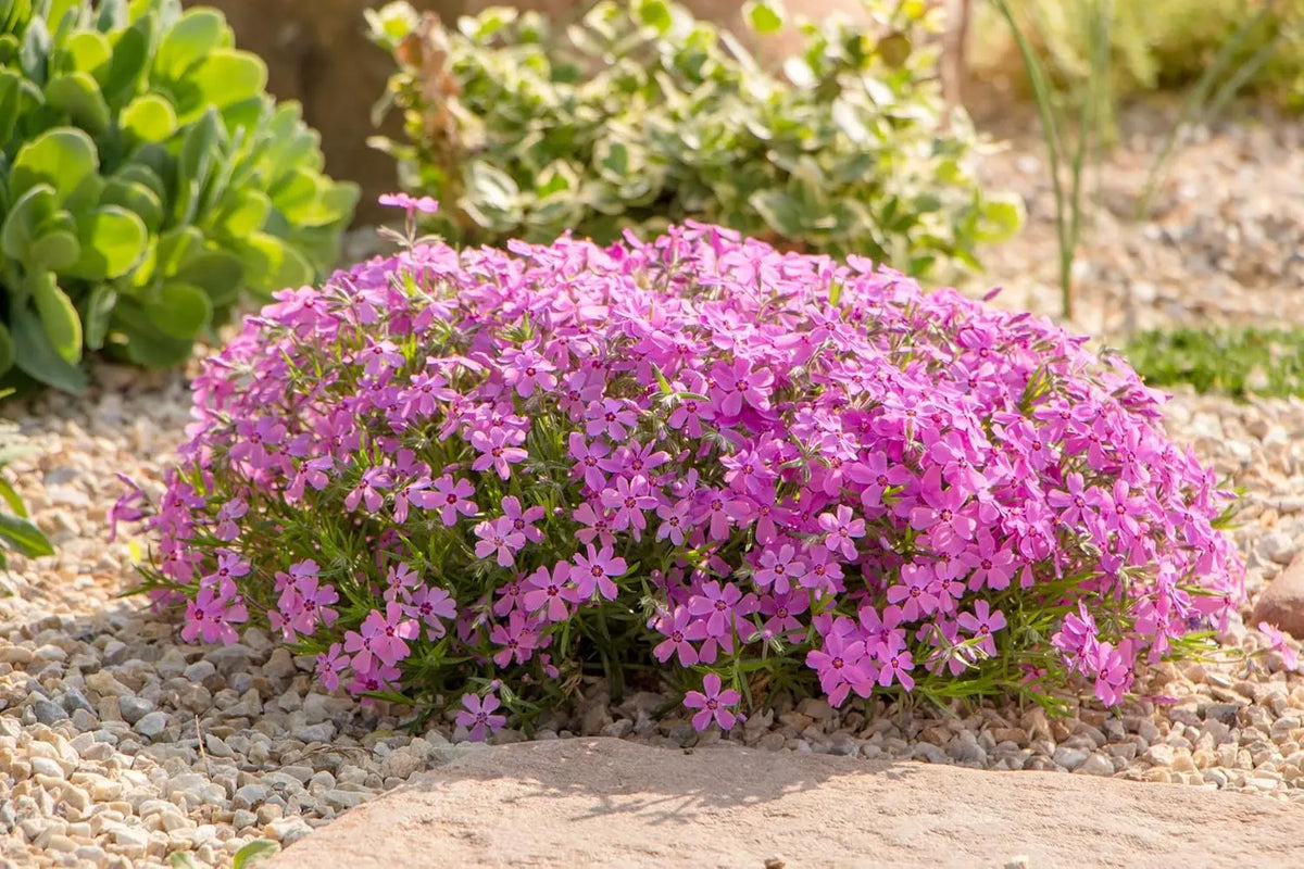 Rosa Polster-Phlox 'Fabulous Rose', Staude von Stauden Gänge mit rosa Blüten, dicht wachsend und kompakt.