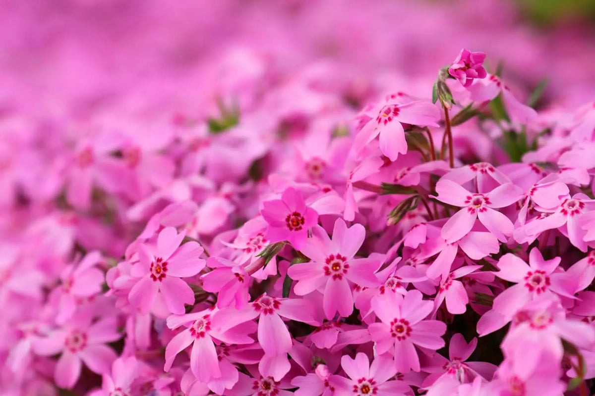 Staude Phlox subulata 'Fabulous Rose' von Stauden Gänge, rosa Polster-Phlox mit duftenden Blüten, wächst als Bodendecker.