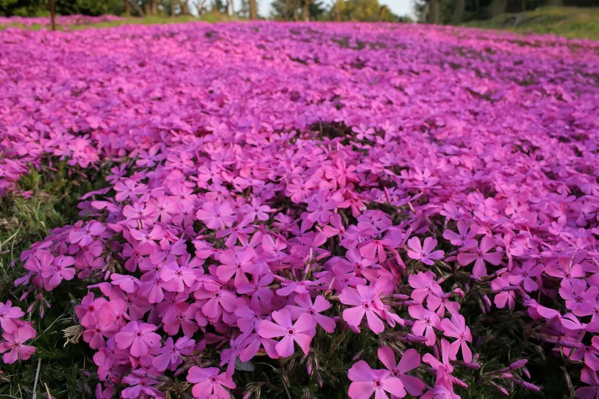 Violetter Polster-Phlox 'McDaniel's Cushion' Staude von Stauden Gänge, blühende Staude mit dichten Polsterwuchs und violetten Blüten