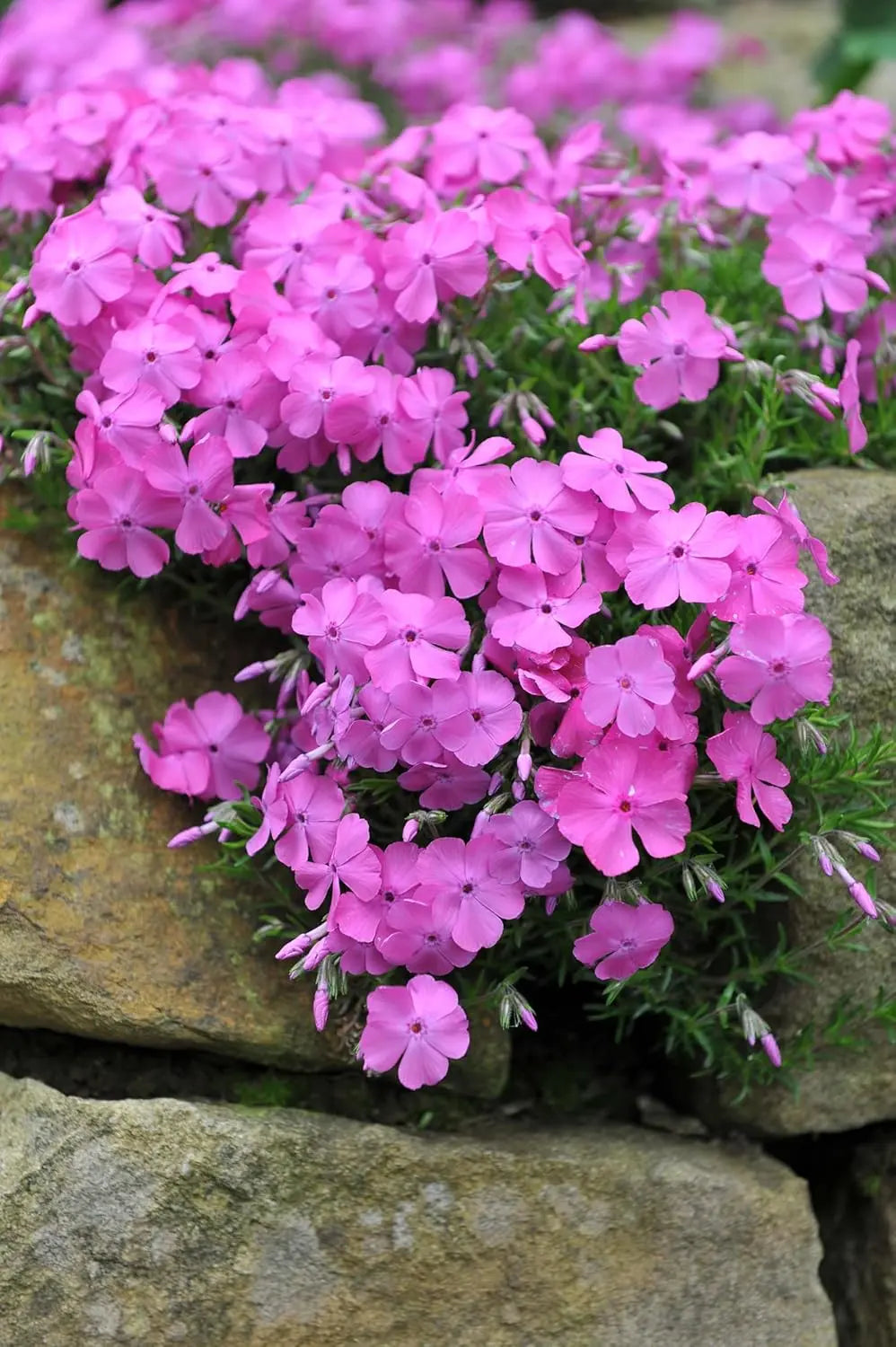 Violetter Polster-Phlox, Staude von Stauden Gänge, mit dichten, grünen Blättern und blauen bis violetten Blüten, wächst niedrig.