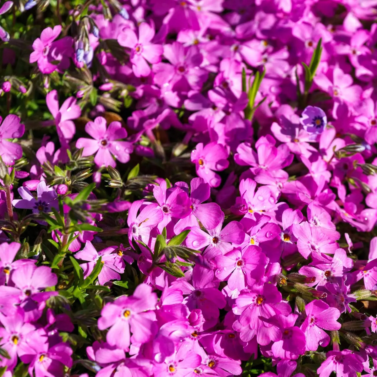 Violetter Polster-Phlox 'McDaniel's Cushion' Staude von Stauden Gänge, bodenbedeckende Pflanze mit kleinen violetten Blüten