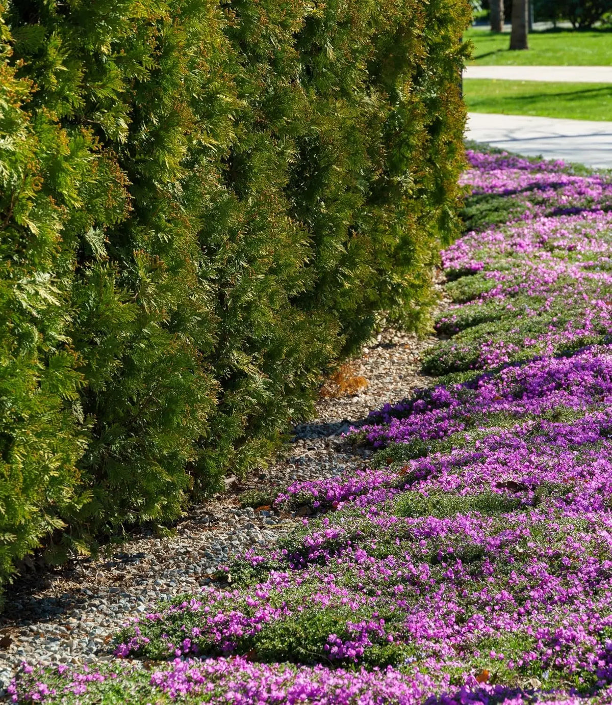 Violetter Polster-Phlox, Staude von Stauden Gänge, dicht wachsende Staude mit lila Blüten, ideal für Steingärten und Bodendecker.