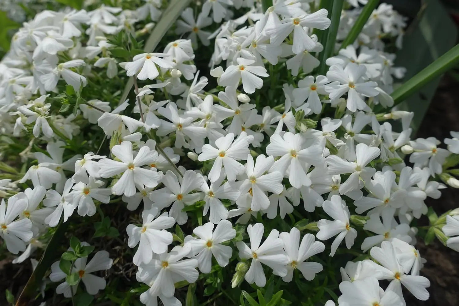Weiße Staude Phlox subulata 'White Delight' von Stauden Gänge, blühende Polster-Phlox in natürlicher Gartendarstellung