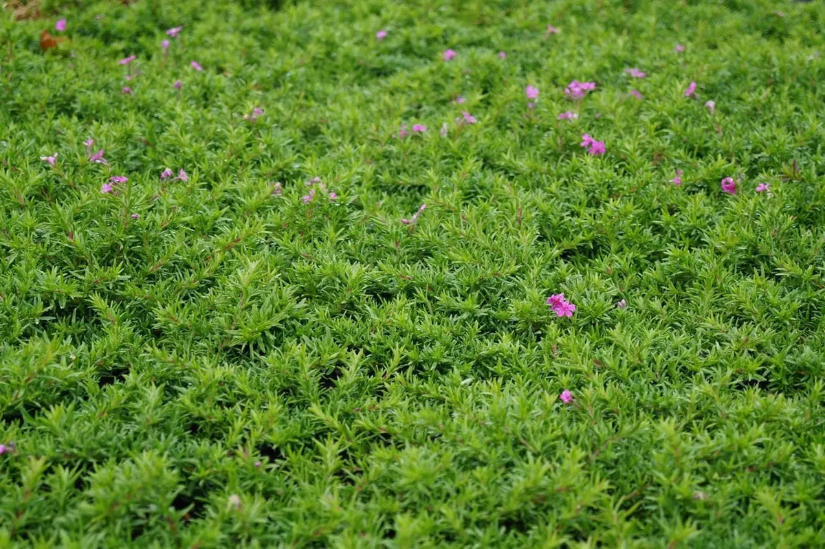 Zwerg Polster-Phlox (Phlox subulata 'Zwergenteppich') als grüne Staude, wächst niedrig und bildet dichte Teppiche, Stauden Gänge.