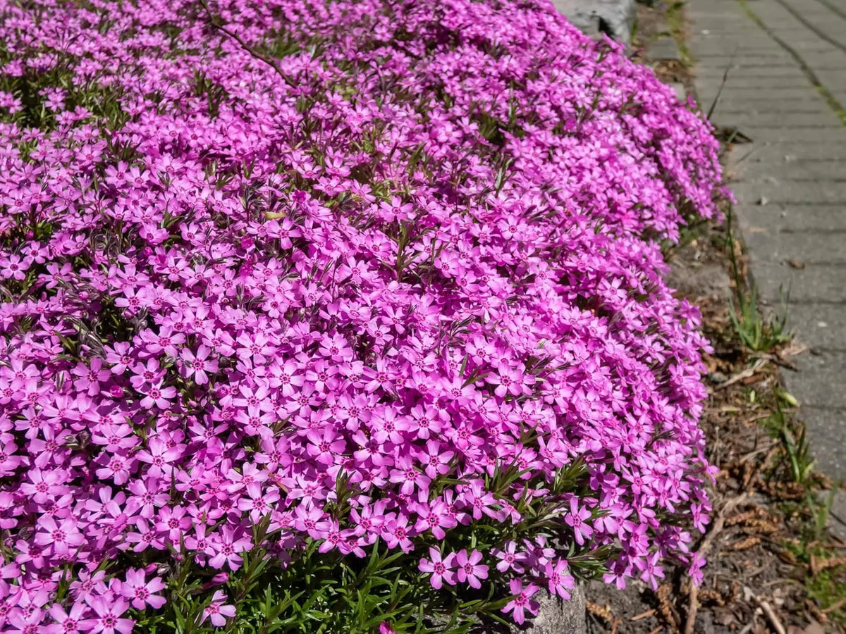 Zwerg-Polster-Phlox (Phlox subulata 'Zwergenteppich') Staude mit dichten, niedrigen grünen Blättern und blühenden lila Blüten.