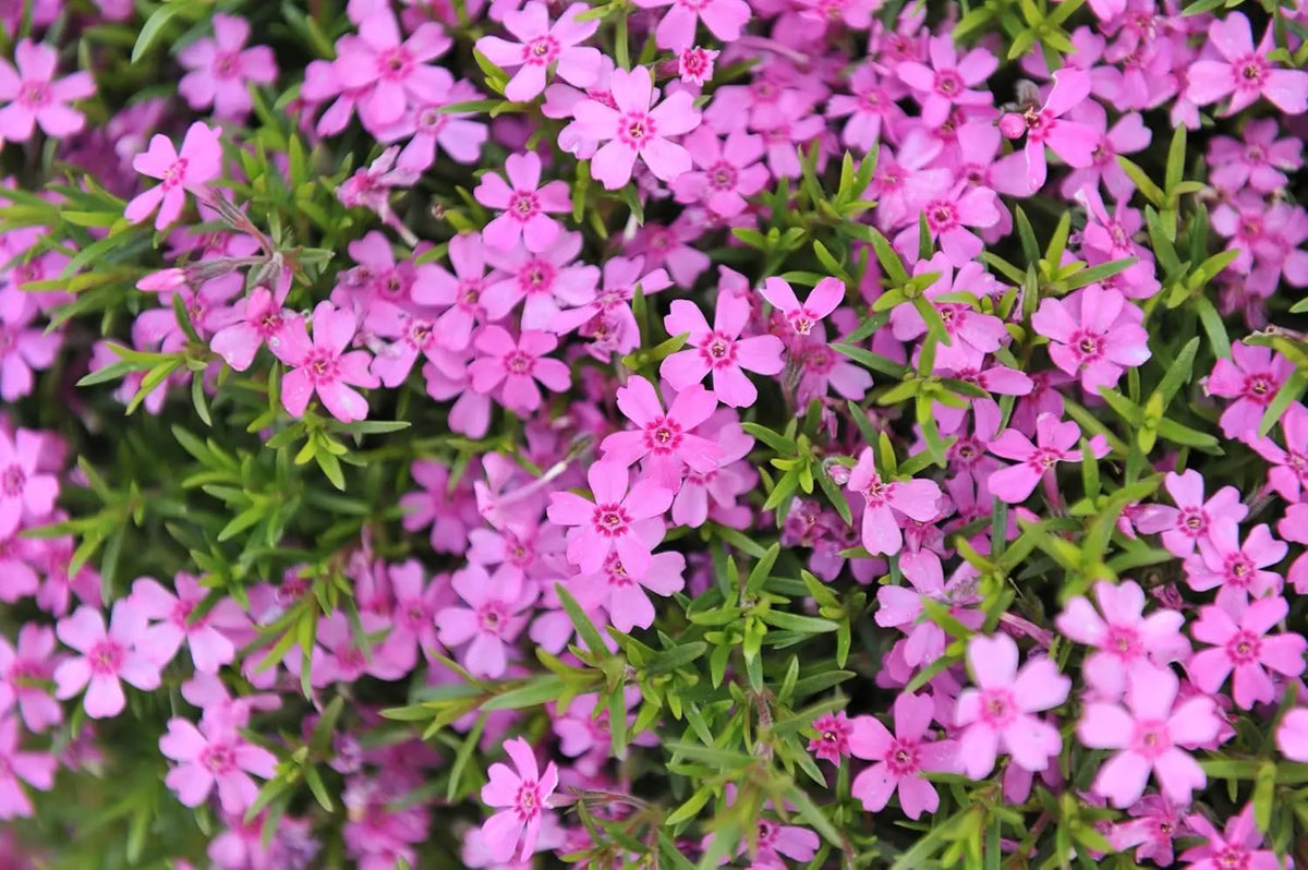 Bunte Phlox subulata 'Zwergenteppich', Staude mit dichten, kleinen grünen Blättern und pastellfarbenen Blüten, von Stauden Gänge