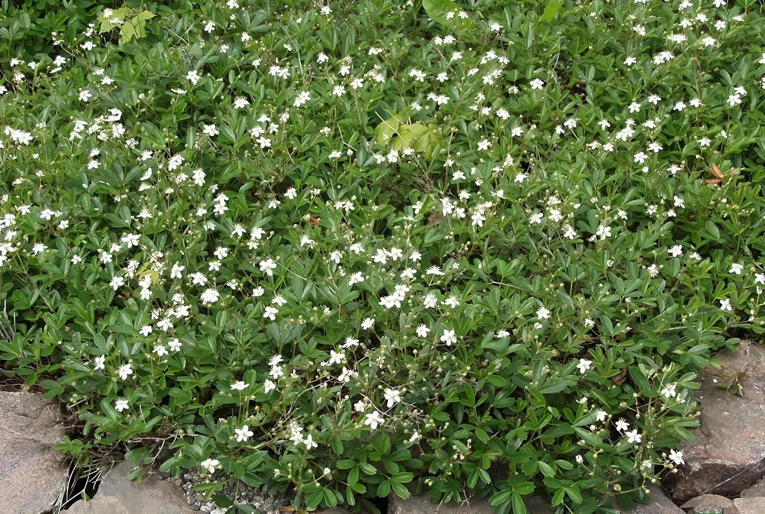 Stauden Gänge Potentilla tridentata 'Nuuk' Teppich-Fingerkraut, dichte Staude mit grünem Laub und kleinen Blüten, bodenbedeckend.