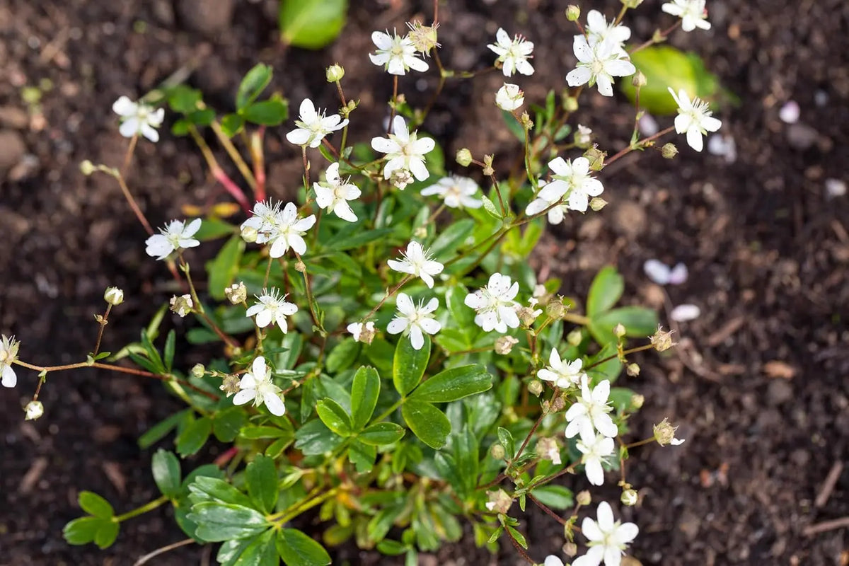 Stauden Gänge Potentilla tridentata 'Nuuk' Teppich-Fingerkraut, grüne Staude mit niedriger Wuchsform, bodenbedeckend und robust.