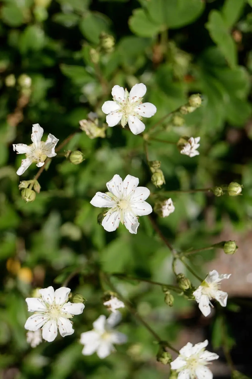 Potentilla tridentata 'Nuuk' Teppich-Fingerkraut Staude von Stauden Gänge, grüne Blätter und kompakte Wuchsform sichtbar