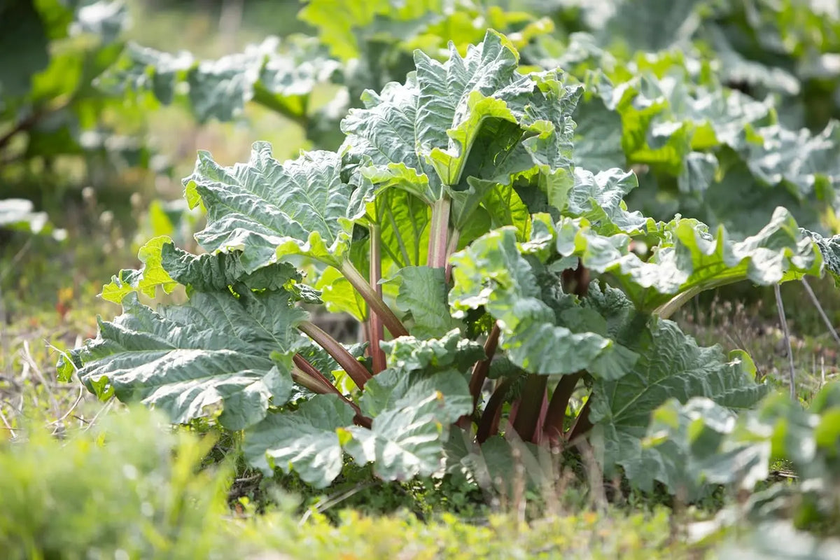 Rheum rhabarbarum 'Mira M' Rhabarber Staude von Stauden Gänge, frisches grünes Blatt und kräftiger Stängel sichtbar
