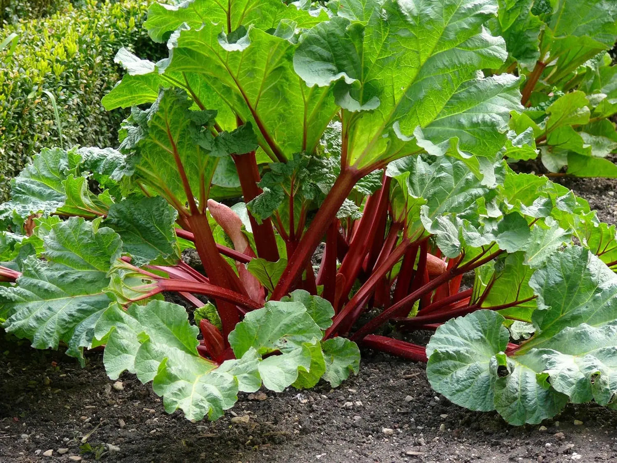 Rhabarber Staude Rheum rhabarbarum 'Stockbridge Arrow‘ von Stauden Gänge, grüne Blätter mit rotem Stiel, im Garten.