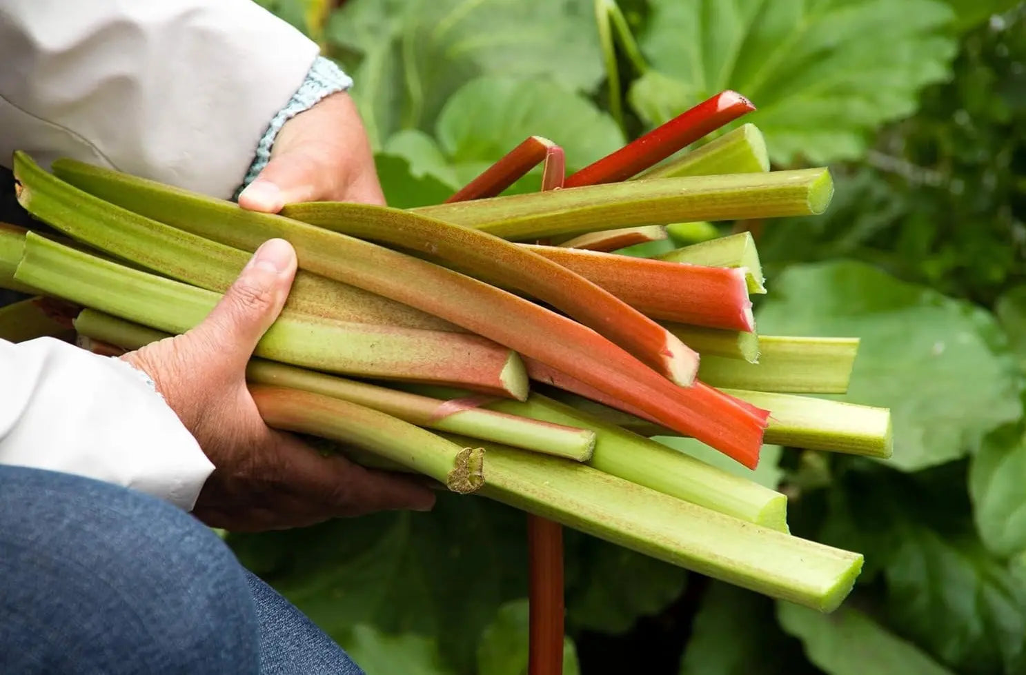 Rhabarber-Rhume 'Sutton's Seedles' Staude von Stauden Gänge, kräftige grüne Blätter und aufrechte Pflanze, ideal für den Garten