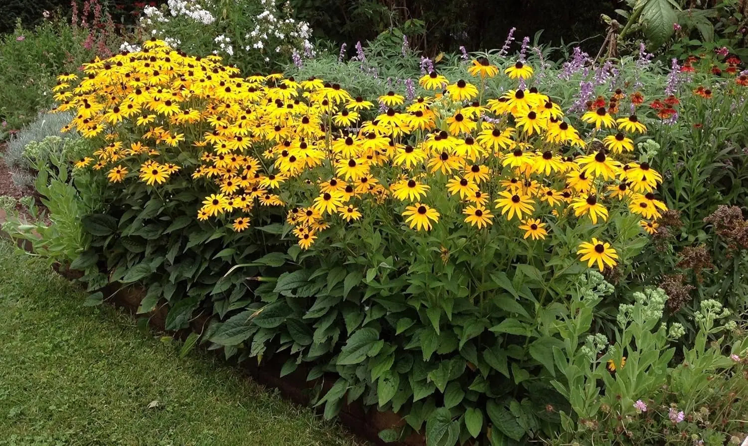 Rudbeckia fulgida 'Goldsturm' Sonnenhut Staude mit leuchtend gelben Blüten und dunkelbraunem Zentrum, Stauden Gänge.