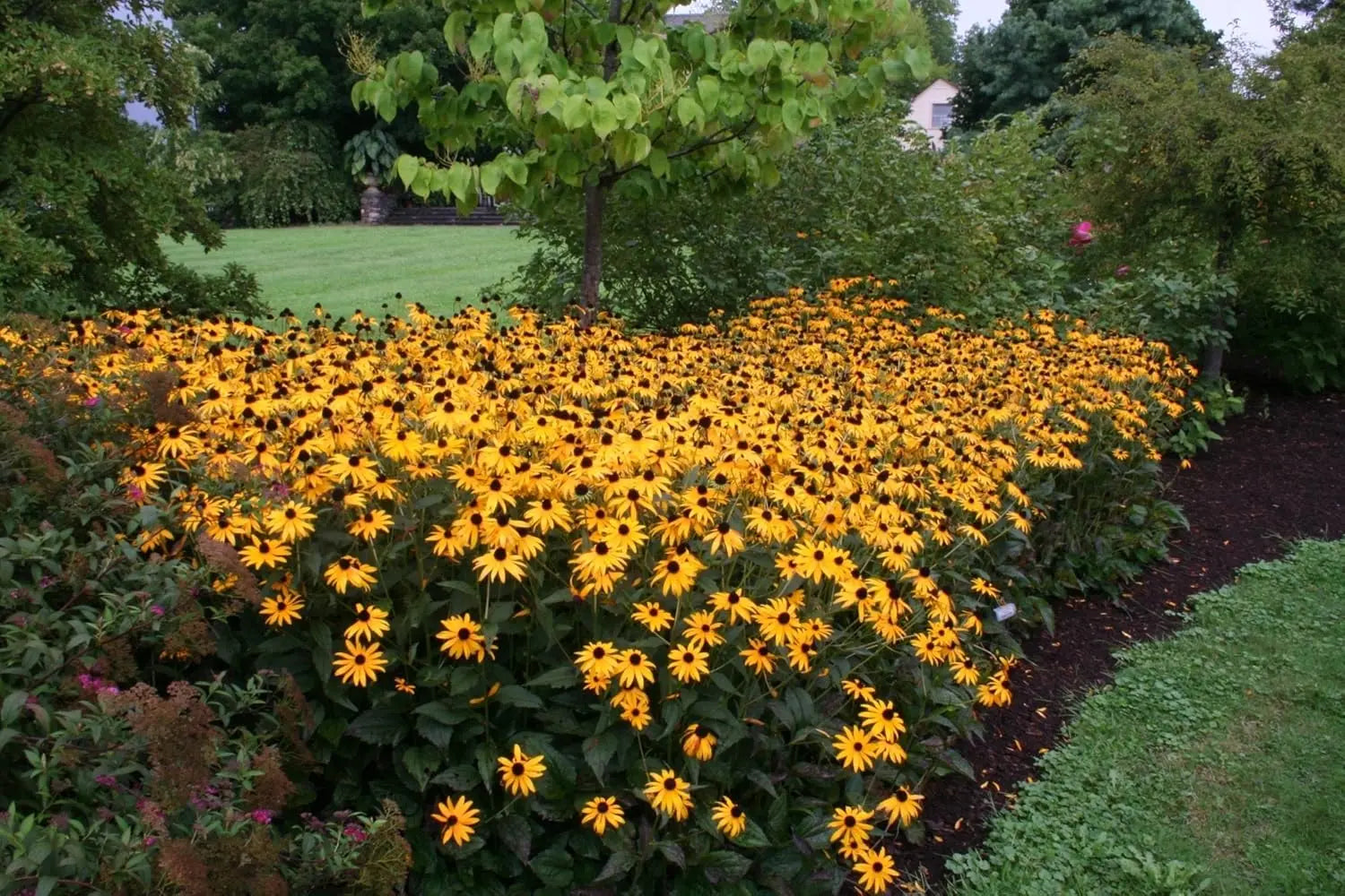 Gelbe Rudbeckia fulgida 'Goldsturm' Sonnenhut Staude mit leuchtenden Blüten, im Garten.