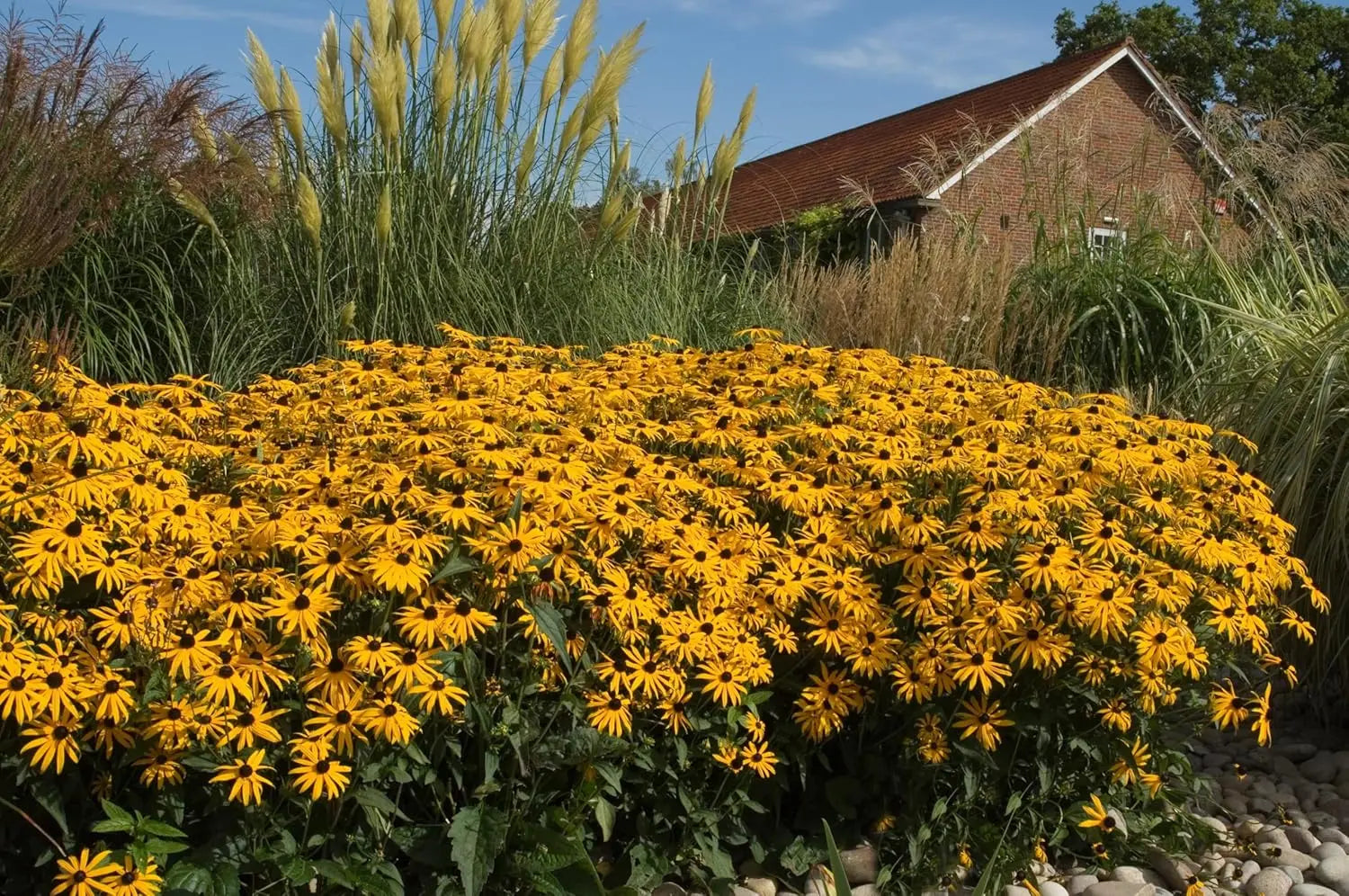 Rudbeckia fulgida 'Goldsturm' Sonnenhut Staude mit leuchtend gelben Blüten und dunklem Zentrum, Stauden Gänge