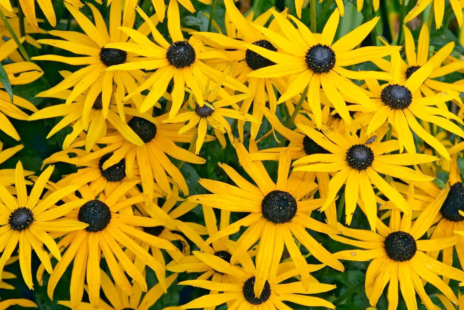Gelbe Rudbeckia fulgida 'Goldsturm' Staude mit leuchtenden Blüten, wächst auf einem Gartenbett, von Stauden Gänge.