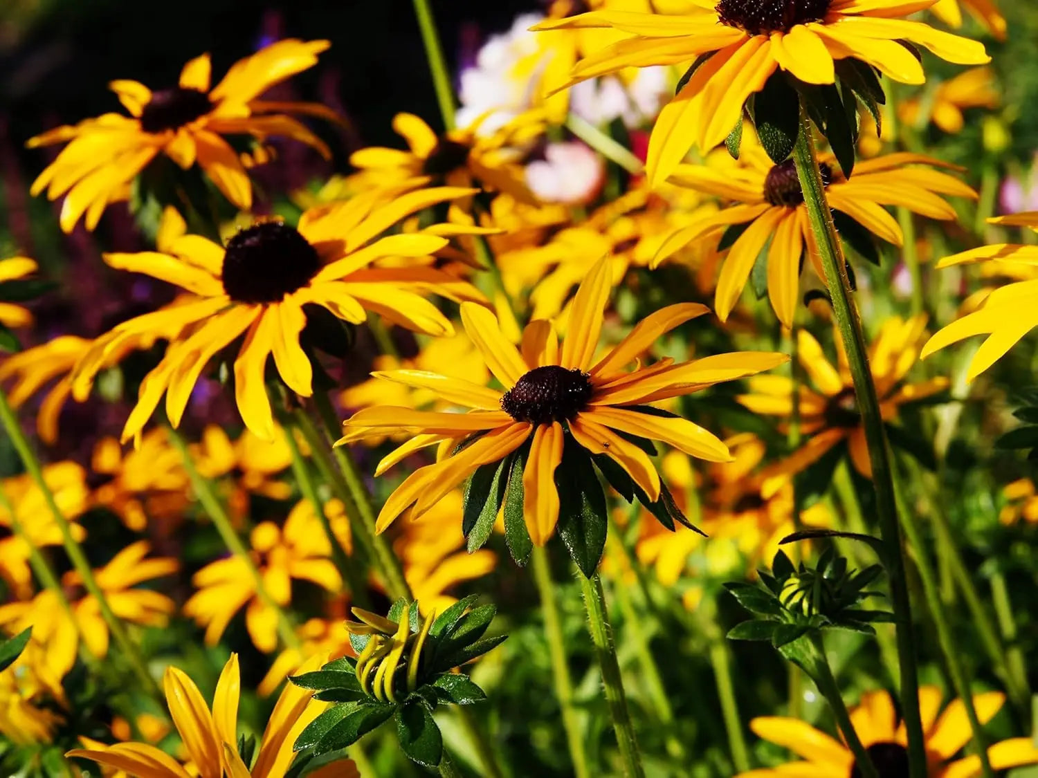 Rudbeckia fulgida 'Goldsturm' Sonnenhut Staude mit leuchtend gelben Blüten und dunkelbraunem Zentrum, Stauden Gänge.