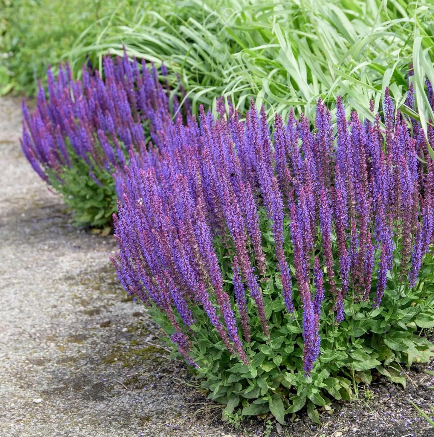 Blauer Steppensalbei Salvia nemorosa 'Ostfriesland' Staude mit blauen Blüten, gepflegt im Garten, von Stauden Gänge