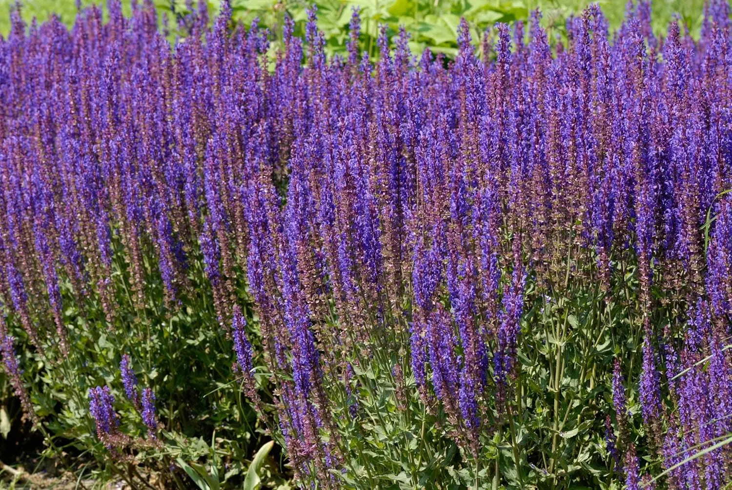 Blauer Steppensalbei Salvia nemorosa 'Ostfriesland', Staude mit violetten Blüten, von Stauden Gänge in natürlicher Gartenszene