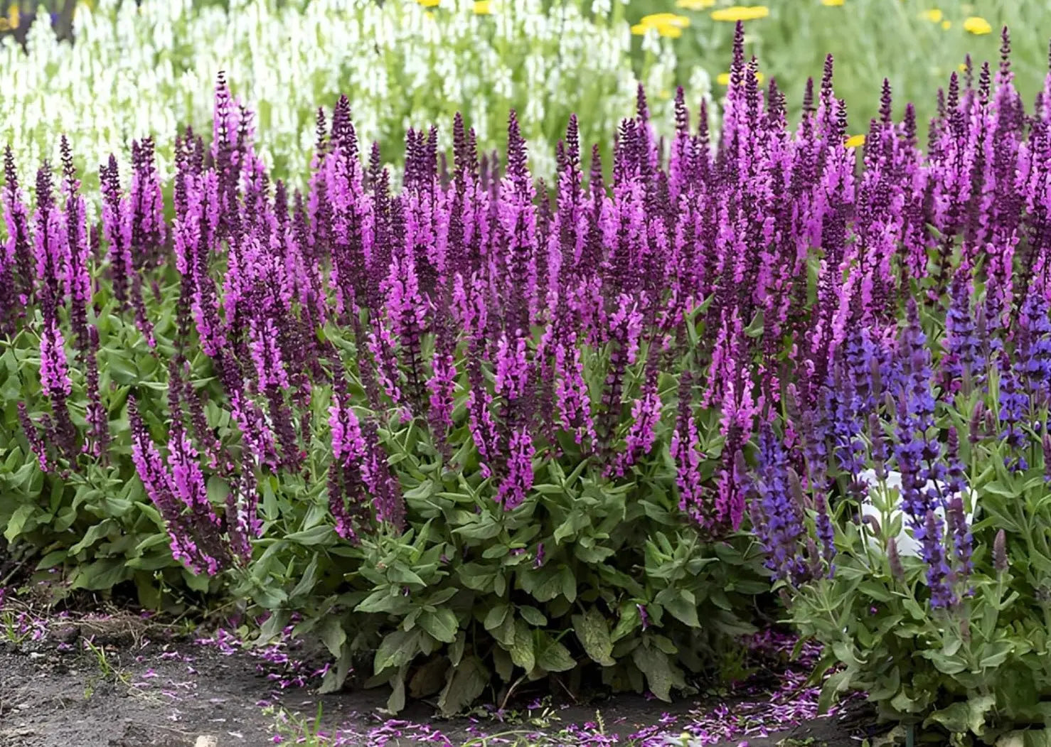 Pinkfarbene Staude Salvia nemorosa 'Sensation Pink®' von Stauden Gänge, blühende Staude mit rosa Blüten, ideal für Steppengärten.