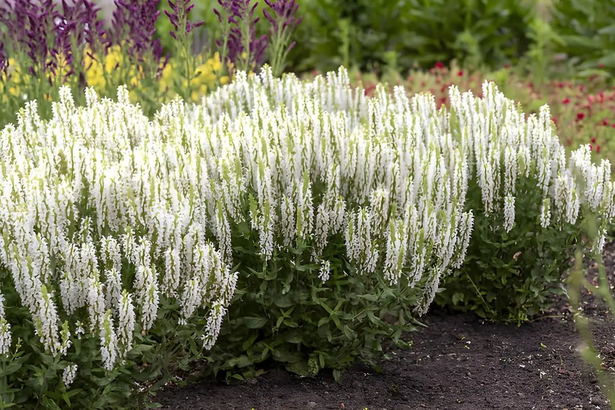 Weiße Staude Salvia nemorosa 'Sensation White®' von Stauden Gänge, blühende Staude mit weißen Blüten für Garten und Balkonkasten