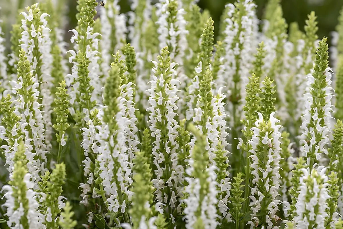 Weiße Salvia nemorosa 'Sensation White®' Staude, blühende Staude von Stauden Gänge, mit weißen Blüten und grünen Blättern