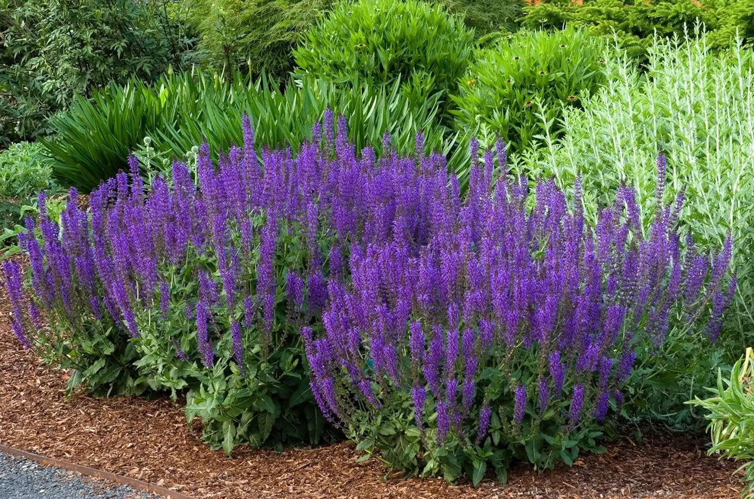 Blaue Salvia sylvestris 'Mainacht' Staude von Stauden Gänge, blühende Pflanze mit violett-blauen Blüten im Garten.