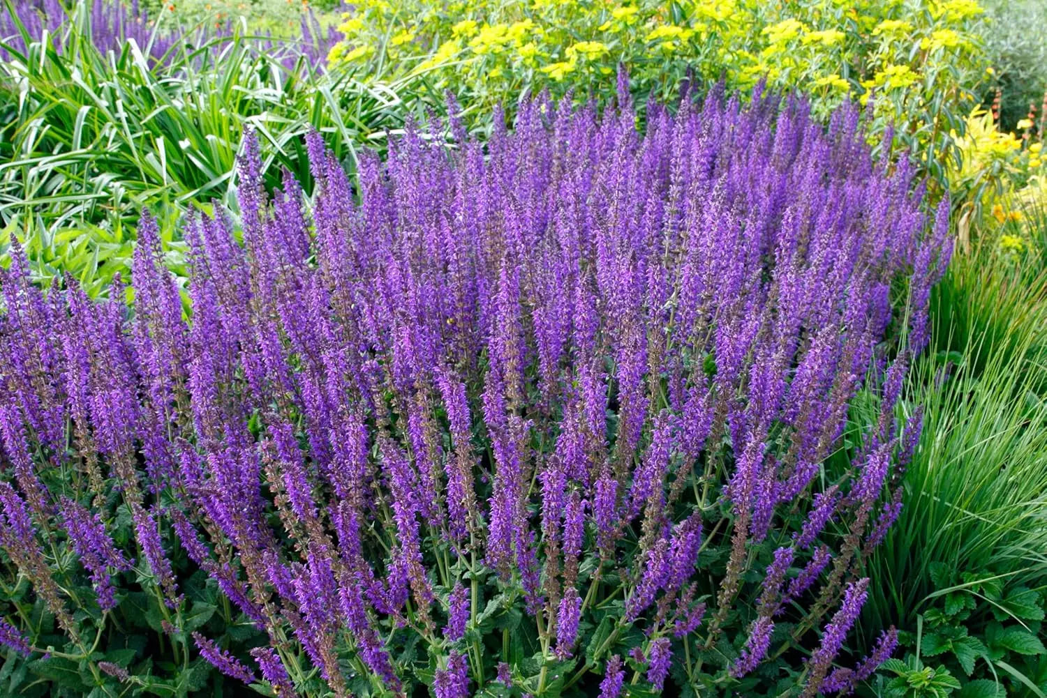 Blaue Salvia sylvestris 'Mainacht' Staude mit lavendelfarbenen Blüten, im Garten, von Stauden Gänge.