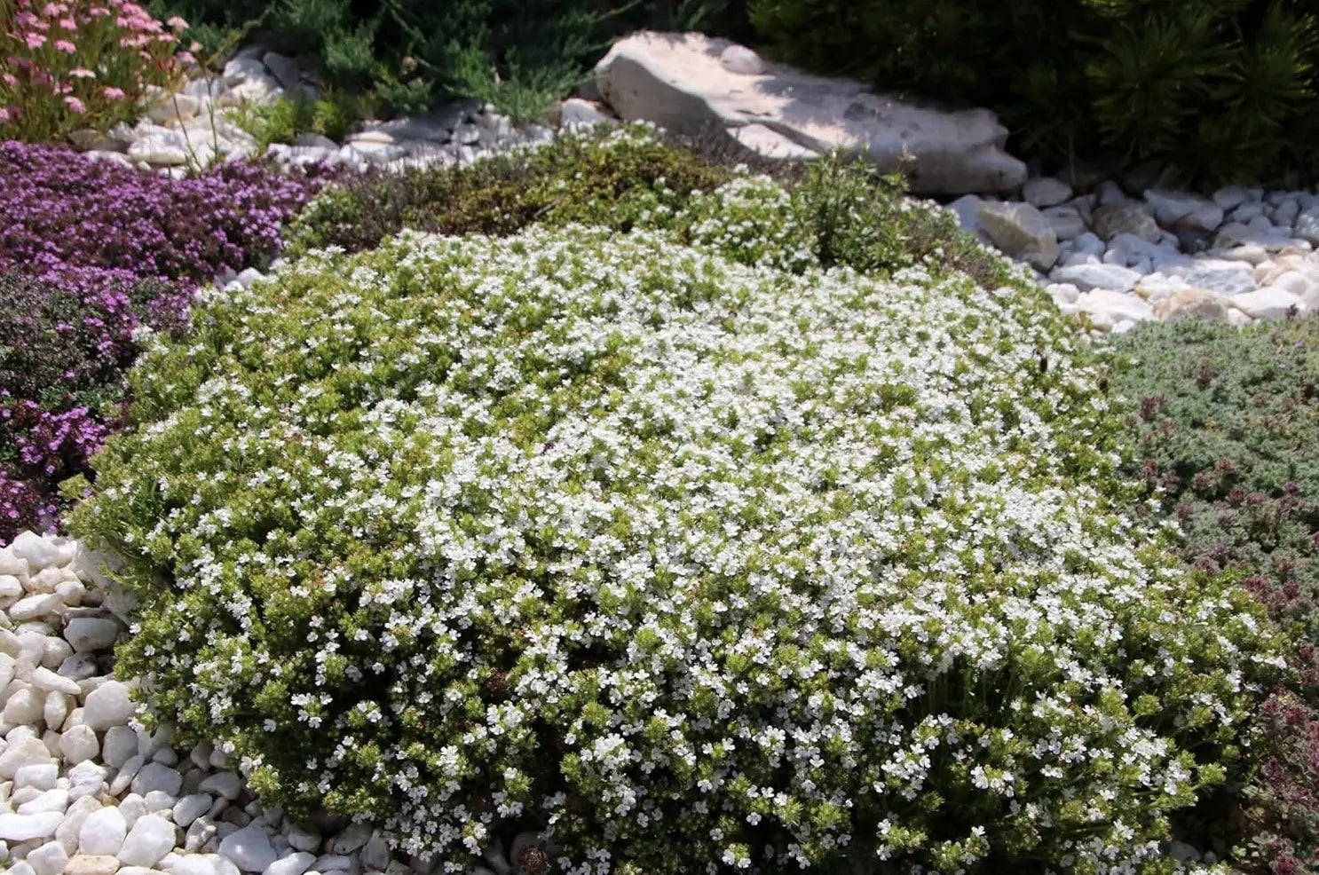 Weißer Polsterthymian (Thymus praecox 'Albiflorus') Staude mit kleinen weißen Blüten, wächst als kompakte Bodendecke.