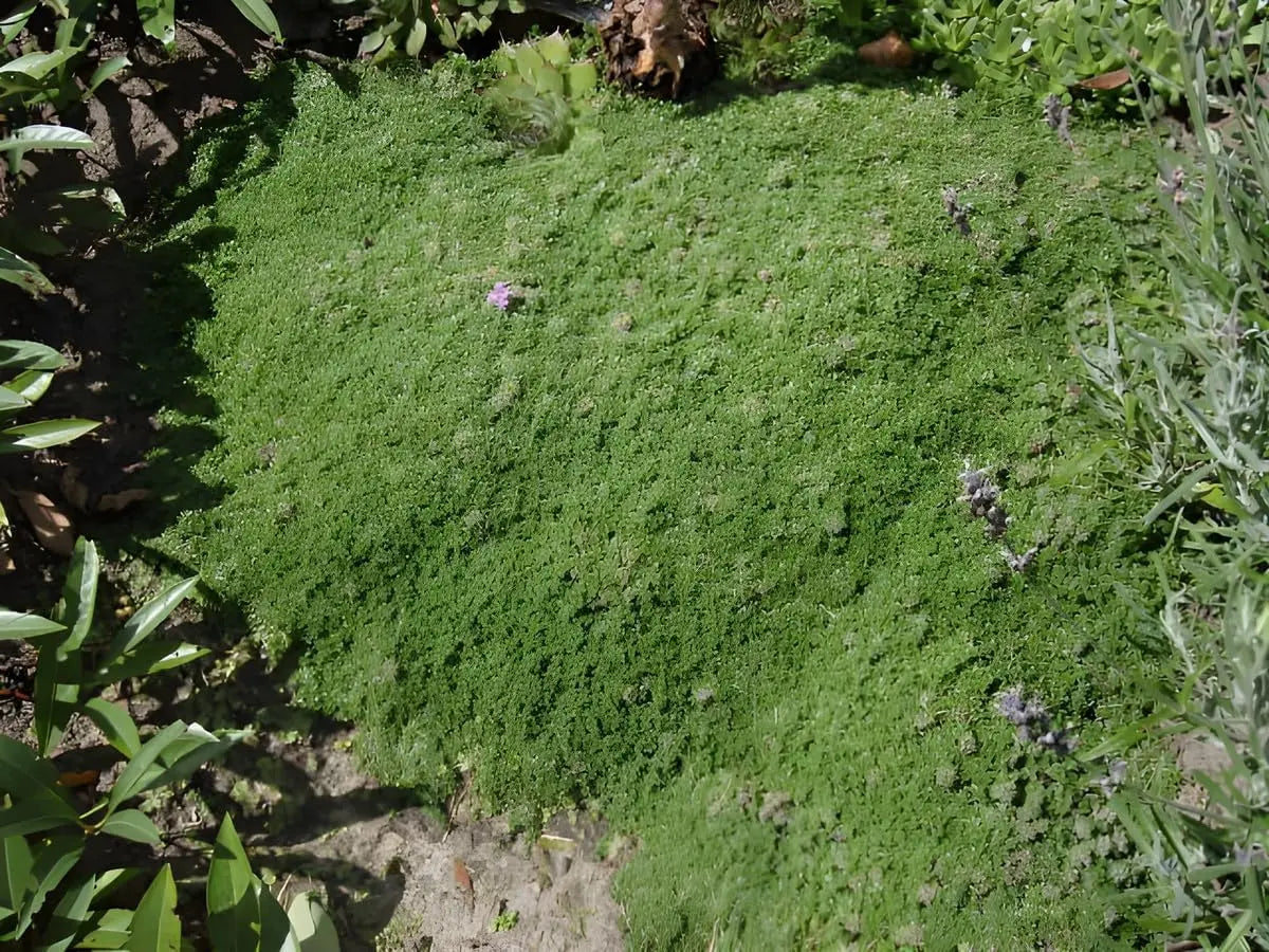 Kleiner Polsterthymian (Thymus praecox 'Minor') Staude mit kleinen, dichten grünen Blättern, wächst niedrig und kompakt.