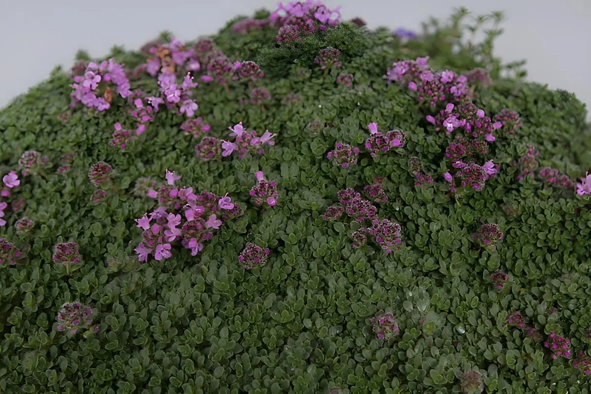 Kleiner Polsterthymian (Thymus praecox 'Minor') Staude, dicht wachsend, mit kleinen grünen Blättern und lila Blüten, von Stauden Gänge