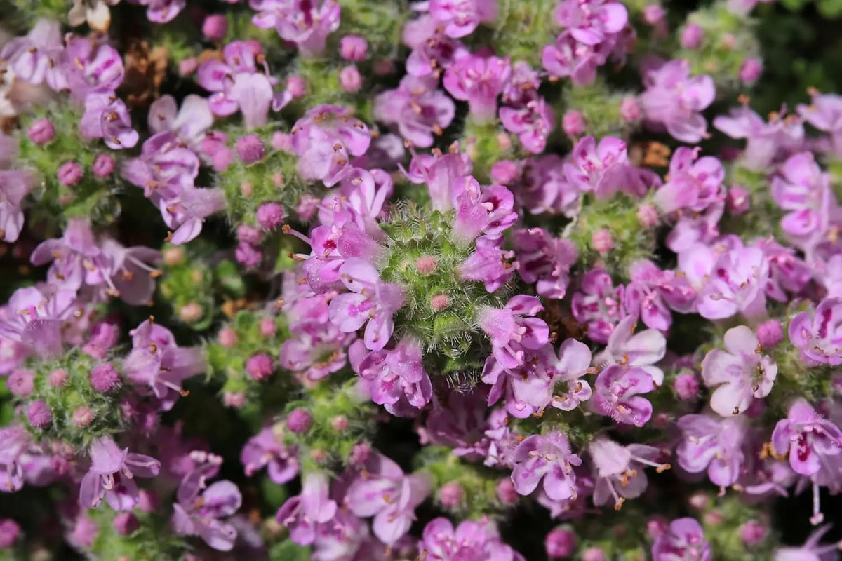 Kleiner Polsterthymian (Thymus praecox 'Minor') Staude mit dichten, niedrigen grünen Blättern, wächst als Bodendecker.