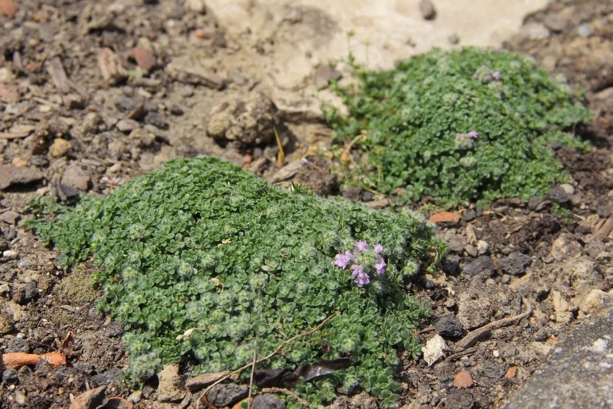 Kleiner Polsterthymian (Thymus praecox 'Minor') Staude mit dichten, grünem, aromatischem Laub, im Garten.