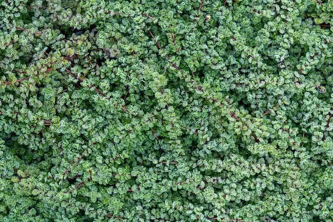 Wolliger Thymian (Thymus praecox 'Pseudolanuginosus') Staude mit silbrig behaarten Blättern, wächst als Bodendecker.