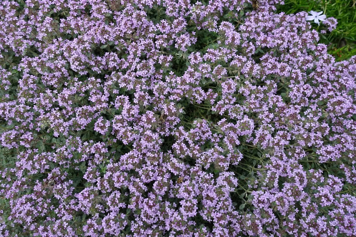 Wolliger Thymian (Thymus praecox 'Pseudolanuginosus') als Staude, mit silbrigen, behaarten Blättern, von Stauden Gänge.