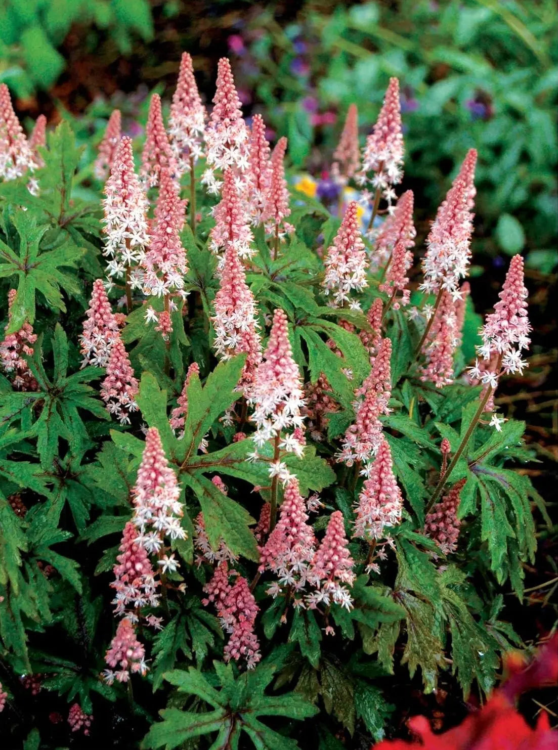 Tiarella Hybride 'Pink Skyrocket' Schaumblüte, Staude mit rosa Blüten, gepflanzt in Garten, von Stauden Gänge