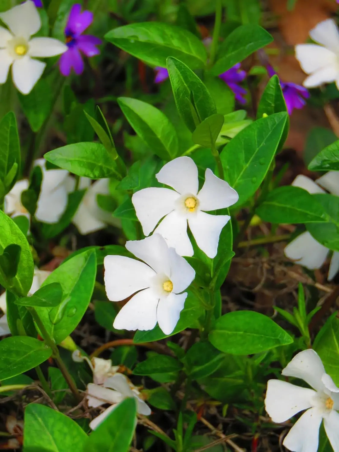 Vinca minor 'Alba' Staude, kleines Immergrün, grüne Blätter mit weißen Blüten, vom Gartenpflanzenhersteller Stauden Gänge
