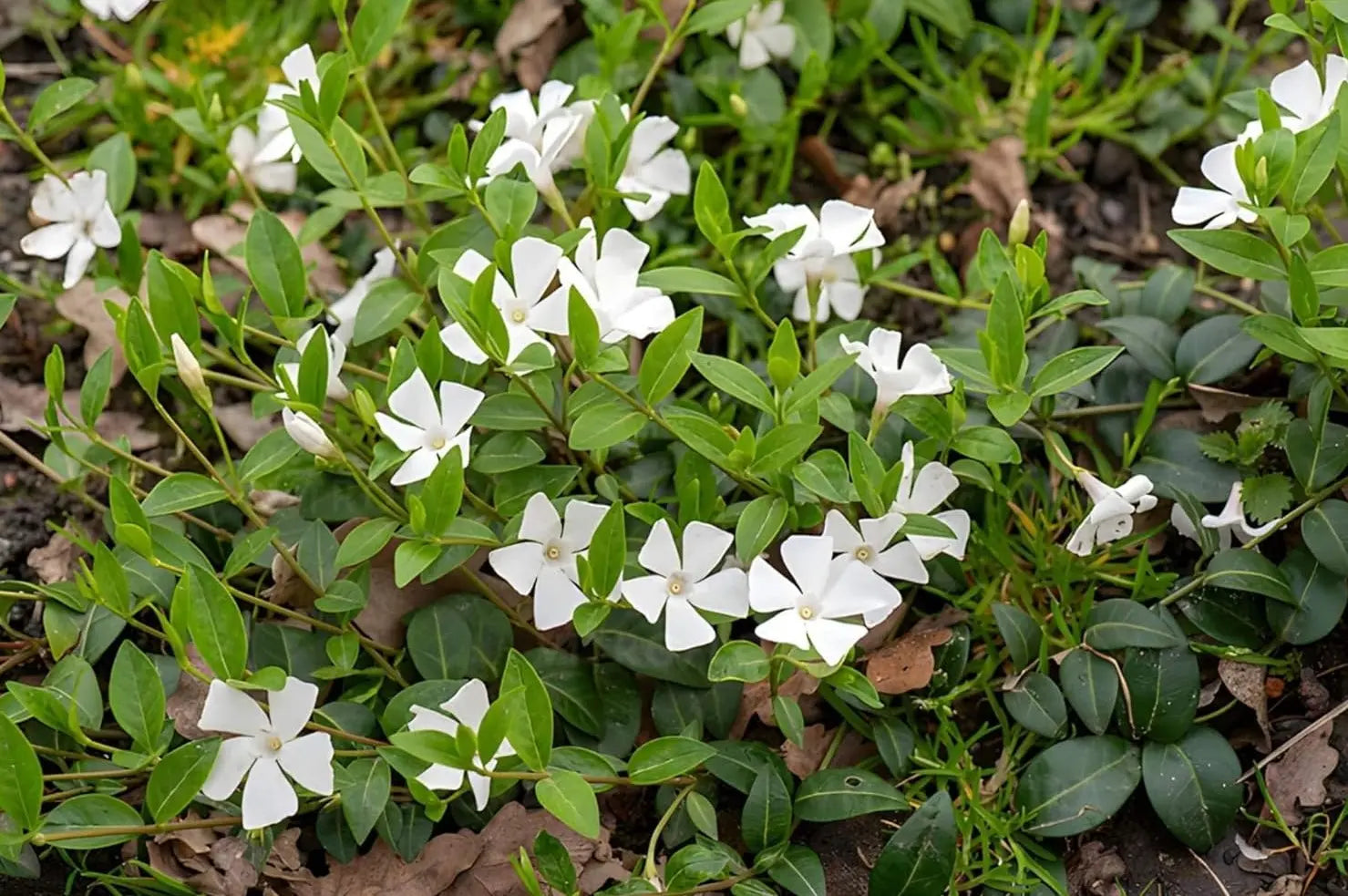 Vinca minor 'Gertrude Jekyll', kleine Immergrün Staude, grüne Blätter und zarte Blüten, gedeiht im Garten, von Stauden Gänge
